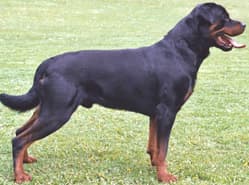 De hond(en) van de buren