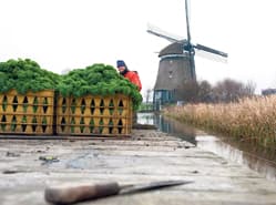 Laatste boerenkolen op de schuit