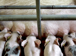 Afzet van Varkens K.I. Nederland daalt 7,7 procent