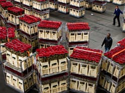 Valentijnsdrukte in bloemenveiling