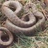 <i>Snake attack</i>