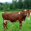 Hollandse boer boos op Tine