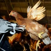 Gecombineerde enting voor opfokhen