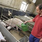 Goed spenen basis gezonde vleesvarkens