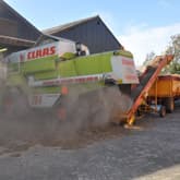 Bonen dorsen, droog in de schuur
