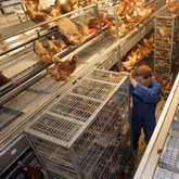 Hennen lossen in verlengde volièrestal