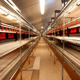 Uitbreiding met nieuwe Freiland-stal