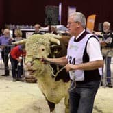 Hereford op NVM in Zwolle