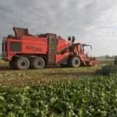 Zeldzame gigant rooit witlof