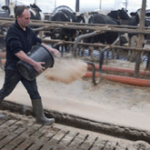 Kalk houdt ligbox bacteriearm