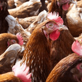 Pluimveesector en EZ om tafel om hygiëne aan te scherpen