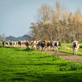 Kleine coöperaties strenger dan FrieslandCampina