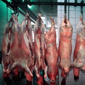 Britten slachten meer dieren