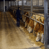 Stierenhouders zien toekomst in supermarktproject Bief Select