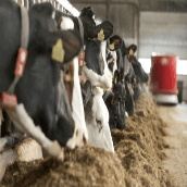 Afscheid van voerrobot, verder met Lely