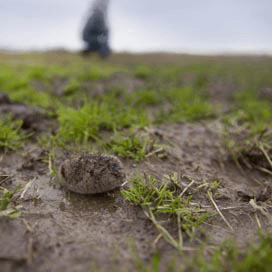 Enorme schade door muizenplaag in Friesland