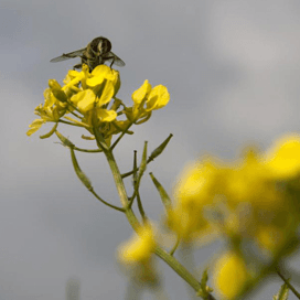 Positieve invloed van mengsels groenbemester