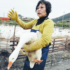 Aantal uitbraken vogelgriep Taiwan loopt op