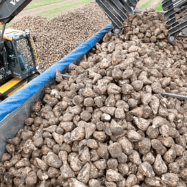Basisprijs bieten in Duitse Rijnland €27,50 per ton