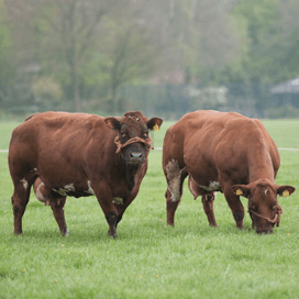 Verbeterd Roodbont wil meer natuurlijke geboortes