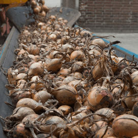 Rassenlijst zaaiuien gered door ketenbreed kwaliteitsonderzoek