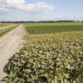 Hoogste bod pachtgrond RVOB €851