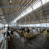 Koeien hebben het luxe in fraaie IDS-stal