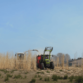 Gehakseld olifantsgras voor strooisel of brandstof