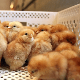 Dijksma in overleg met broederijen over opvang eendagskuikens bij vogelgriep