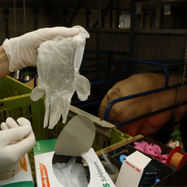 Varkenshouder, blijf alert op PED