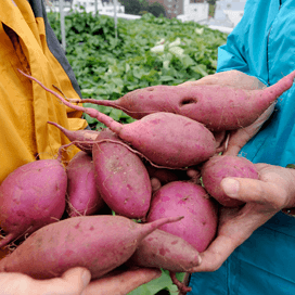 ‘Zoete aardappel door Moeder Natuur genetisch gemodificeerd’