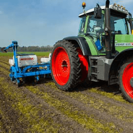 Toenemende belangstelling voor mais in stroken