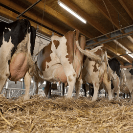 Duitse dierenartsen: grupstal uitbannen