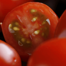 Moderne slavernij zorgt voor goedkope tomaten