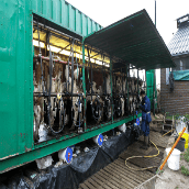 Melken in een 1×10-zeecontainer (1)