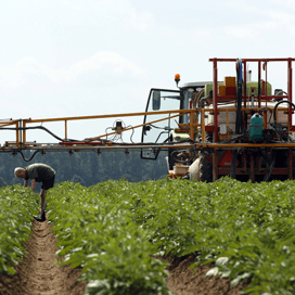 Groot risico op phytophthora