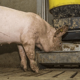 Varkensvlees met lokaal veevoer beduidend milieuvriendelijker
