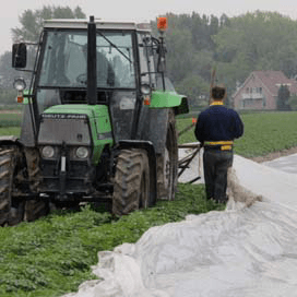 Primeuraardappelen komen onder het plastic vandaan