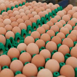 Bakkers VS blij met Nederlands eiproduct