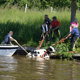 Koeien uit het water gered