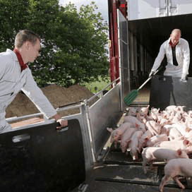 Halve dag rijden deert speenbiggen niet