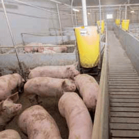 Vitalere varkens met nieuwe Piétrain-beer