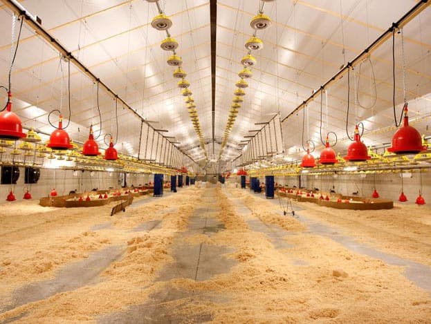Na negen dagen gaan alle hardboard ringen uit de stal en kunnen de kuikens vrij bewegen door de hele stal. De kuikens zijn dan groot genoeg om uit de drinknippels en drinktorens te drinken.
