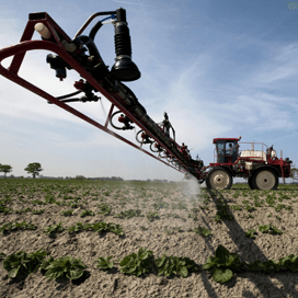Kleine verschuivingen in phytophthora-populatie