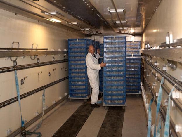 In de stal zijn vier ringen van hardboard gemaakt, twee links in de stal en twee rechts in de stal. De eerste dagen zullen de kuikens binnen de ringen extra voer, water en warmte krijgen.
