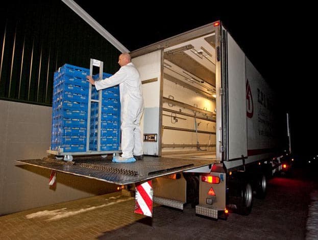 De kratten met kuikens worden links en rechts verdeeld over de stal, zodat overal evenveel kuikens komen te liggen.