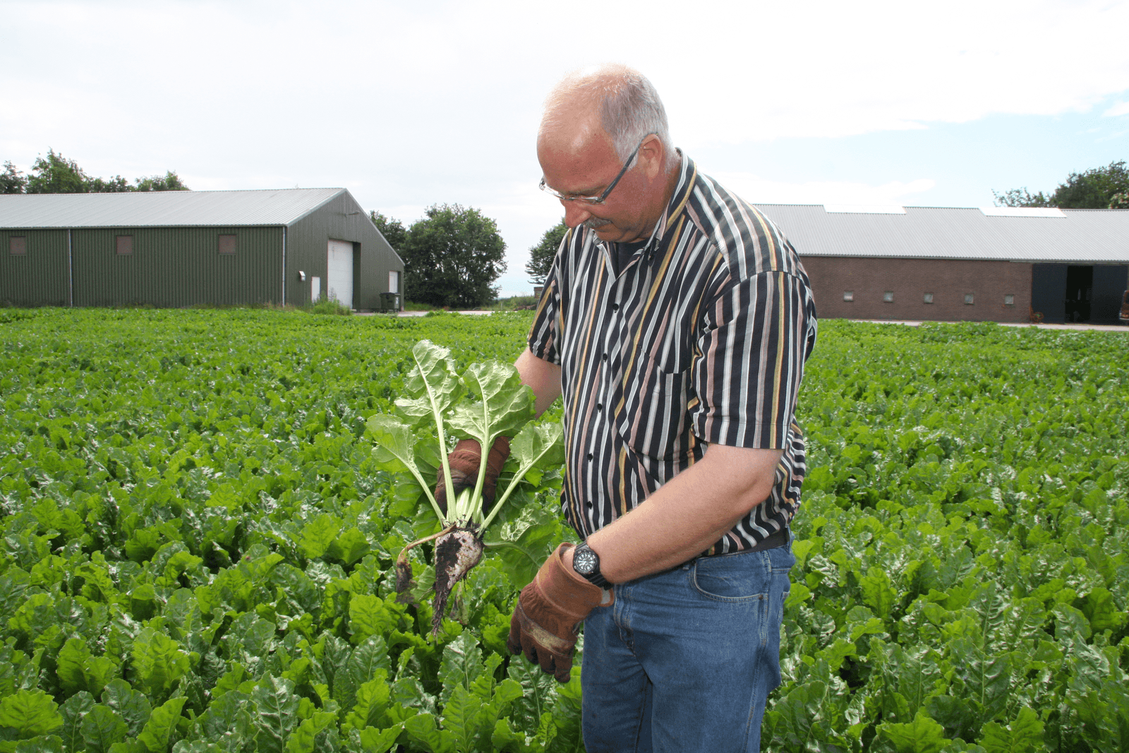 Plaatselijk veel schade aan gewassen in Veenkoloniën