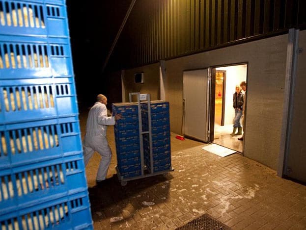 Door het verschil in temperatuur buiten en binnen in de stal is het van belang dat het uitladen van de kuikens snel gebeurt.