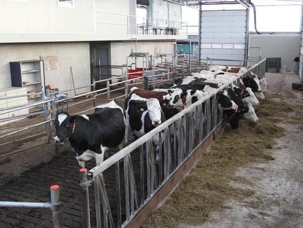 Zodra de trekker weg is, verspreiden de koeien zich weer door de stal. Op het oog is het aantal dieren niet op 165 te schatten. Iedere koe heeft namelijk 23 vierkante meter tot haar beschikking.