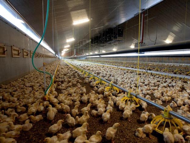 Bij een open dag hoort natuurlijk ook een natje en een droogje. Stal 3 blijft voorlopig leeg. Na de open dag moeten hier nog wat laatste klussen gebeuren. De eerste ronde in stal 3 loopt straks parallel aan de tweede ronde in de andere stallen.